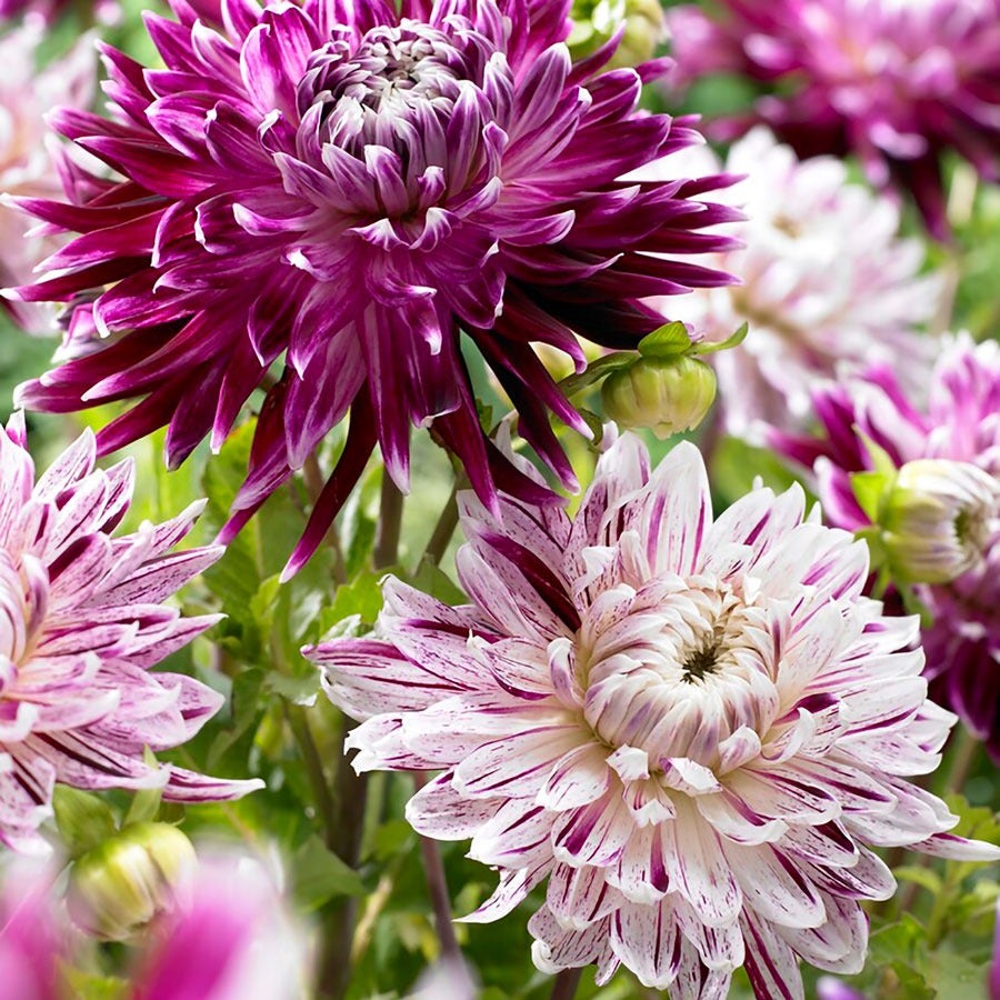 Dahlia Vancouver Blend Bulbs