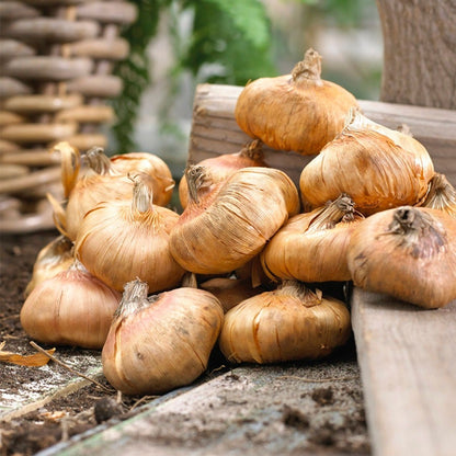 Gladiolus 'Zizanie' Bulbs