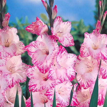 Gladiolus 'My Love' Bulbs