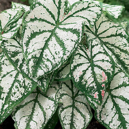 Caladium 'White Christmas' Bulbs