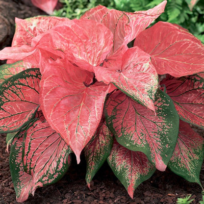 Caladium 'Pink Symphony' Bulbs
