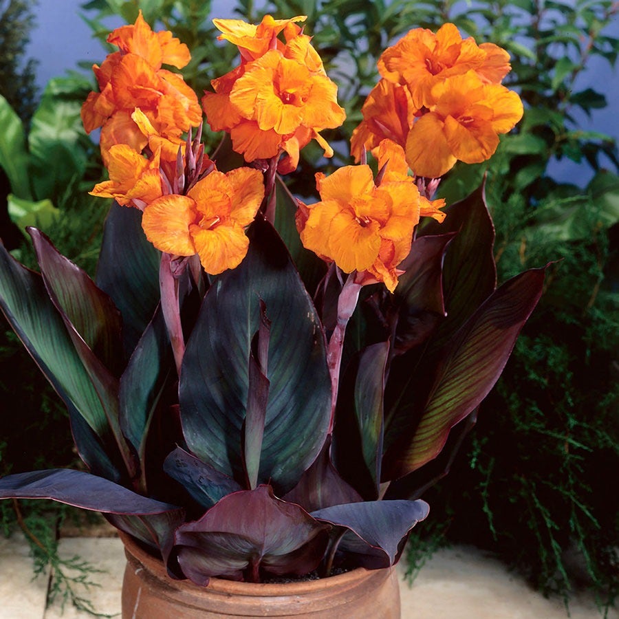 Canna 'Wyoming' Bulbs