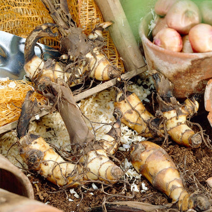 Canna World's Tallest Canna Lily Bulbs