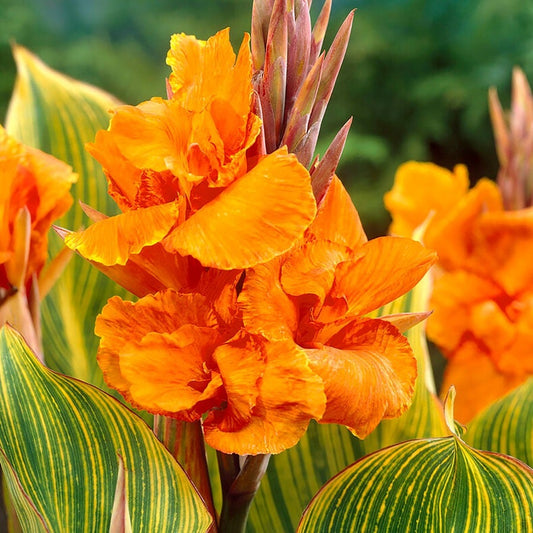 Canna 'Bengal Tiger' Bulbs