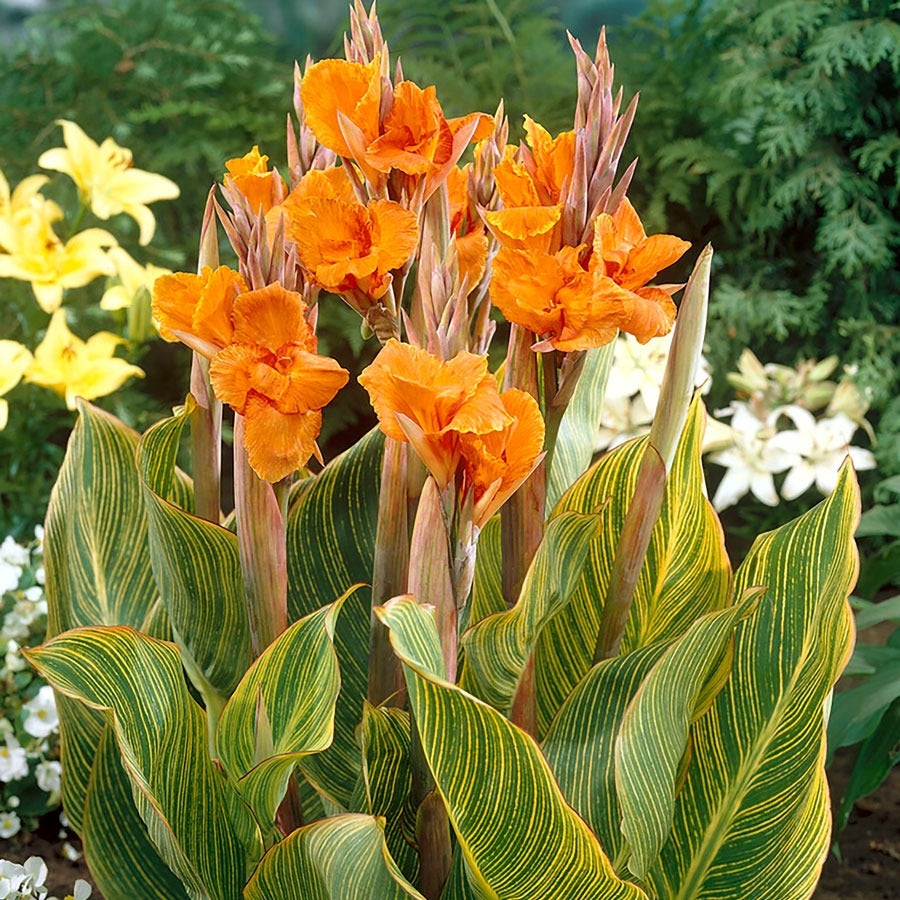 Canna 'Bengal Tiger' Bulbs