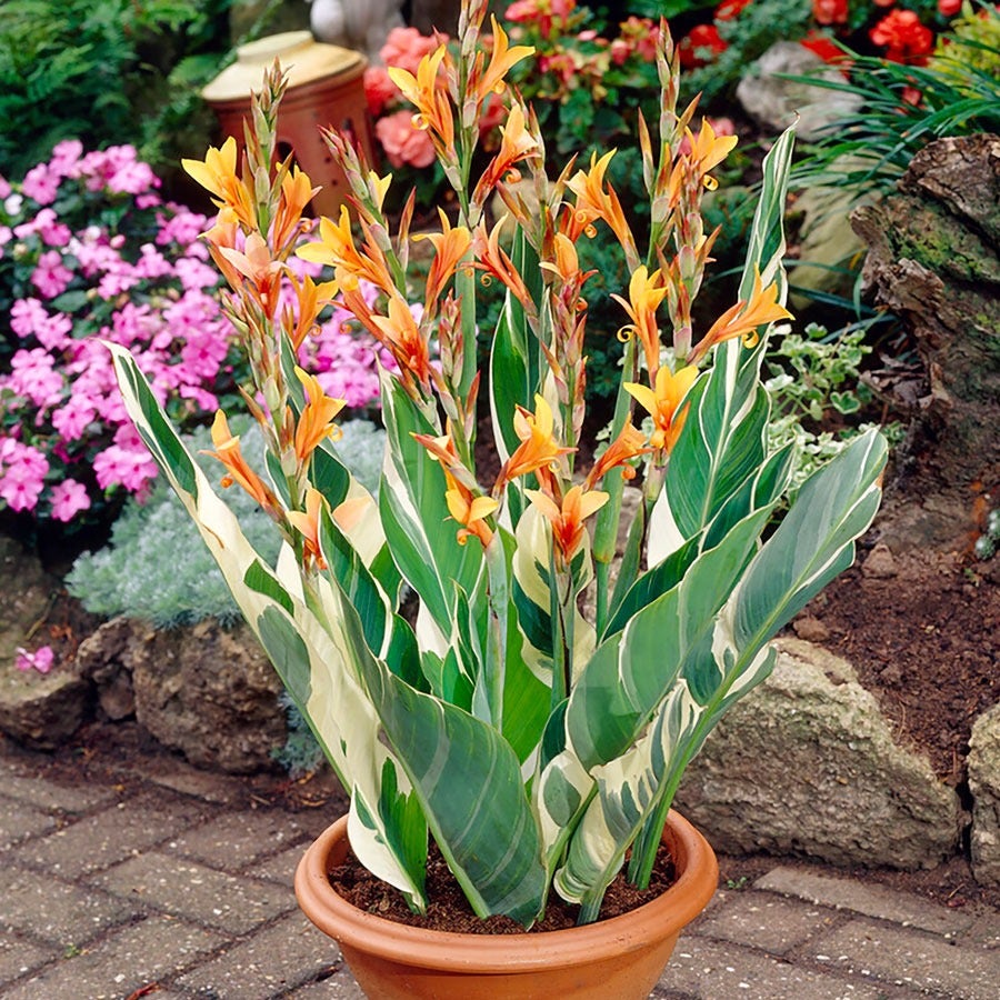 Canna 'Bengal Tiger' Bulbs