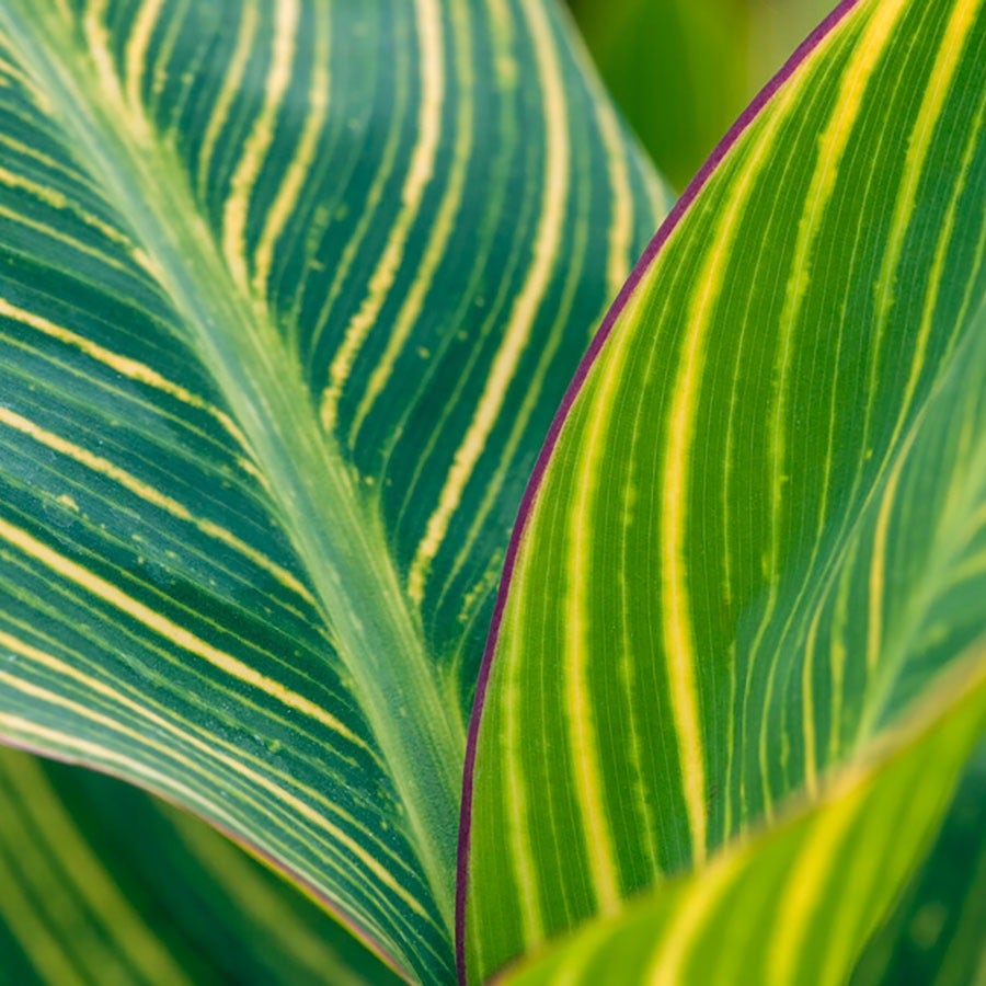 Canna 'Bengal Tiger' Bulbs