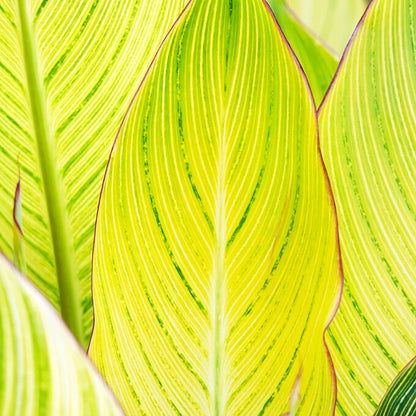 Canna 'Bengal Tiger' Bulbs