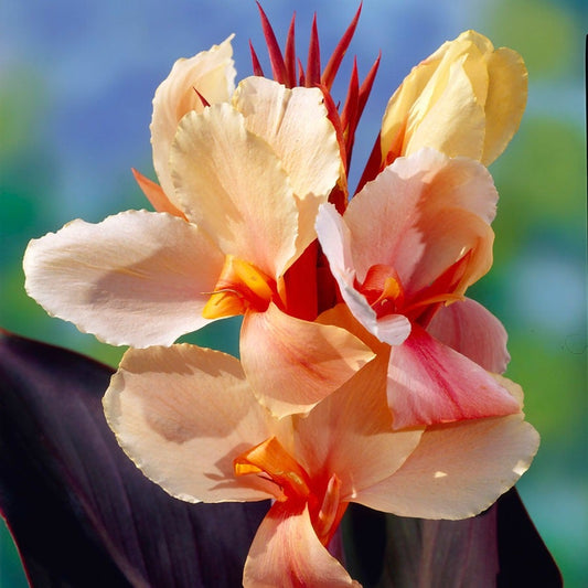 Canna 'Angel Martin' Bulbs