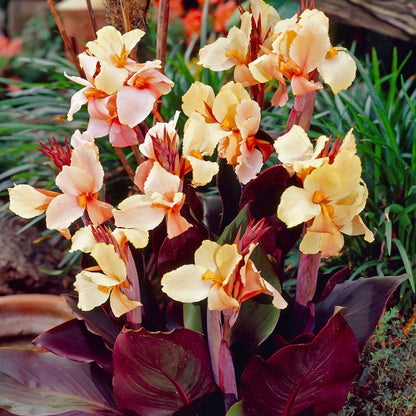 Canna 'Angel Martin' Bulbs