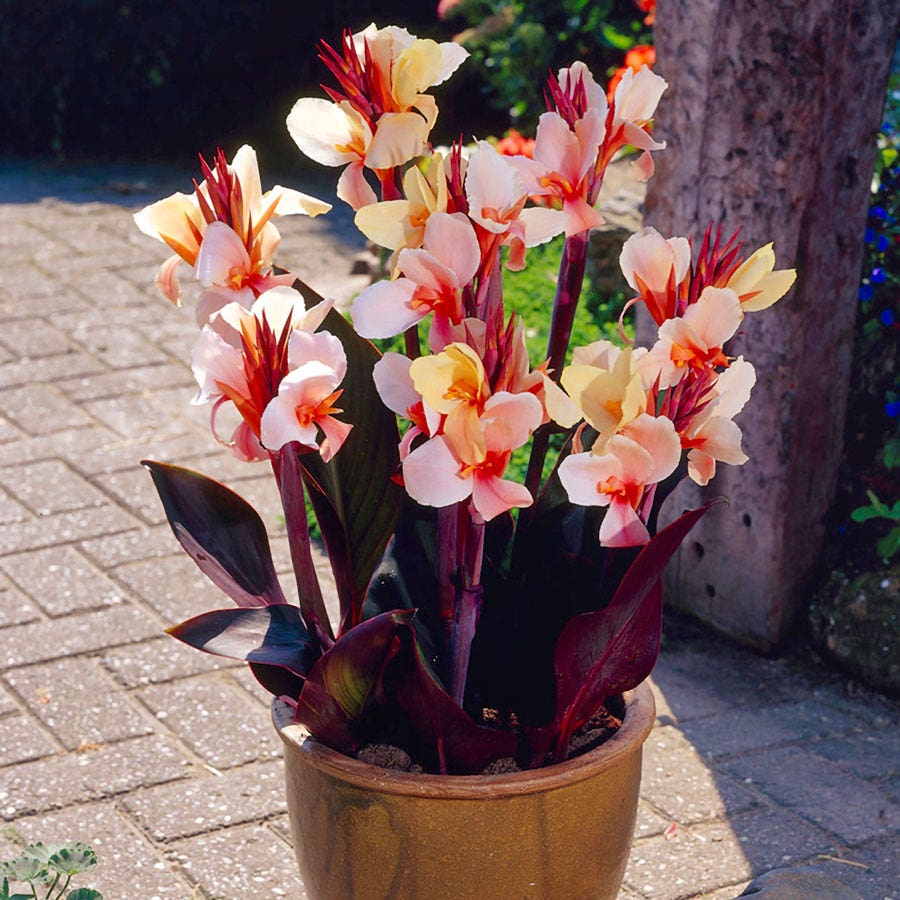 Canna 'Angel Martin' Bulbs