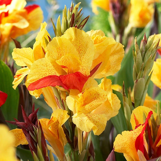 Canna 'Cleopatra' Bulbs