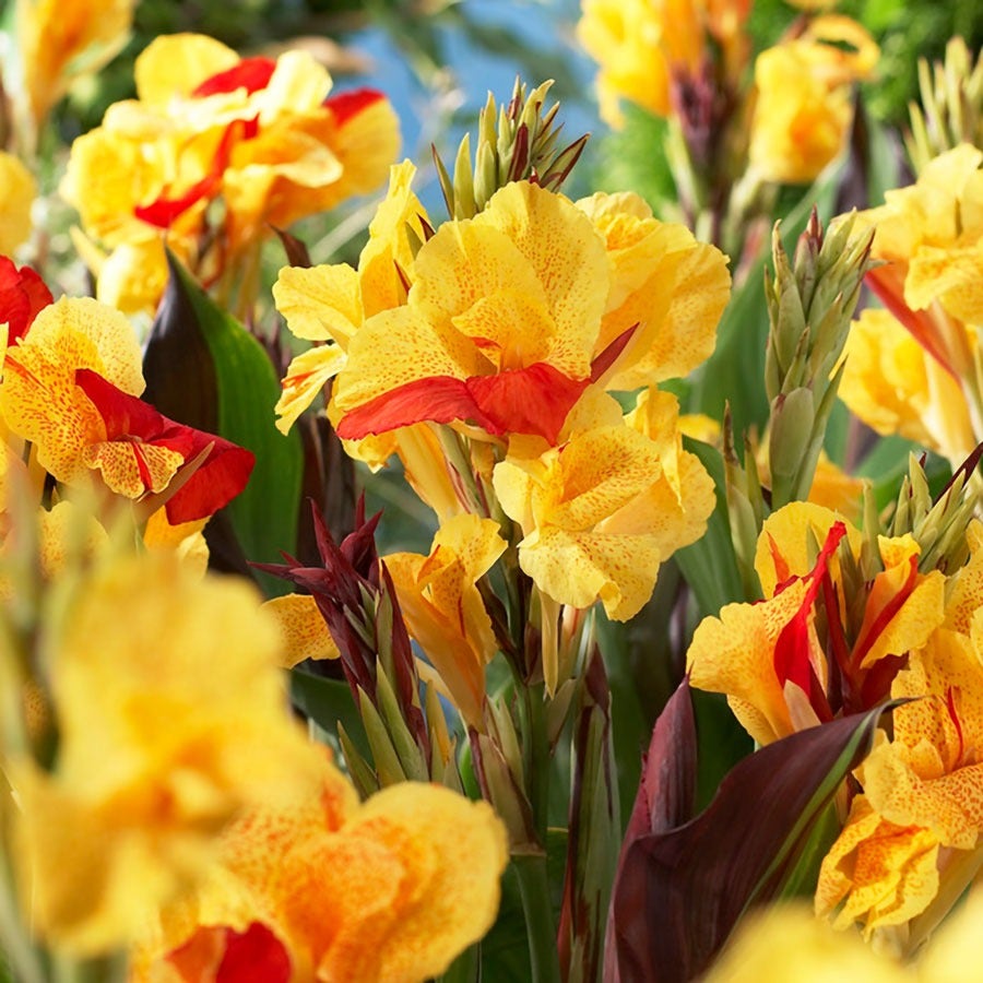 Canna 'Cleopatra' Bulbs
