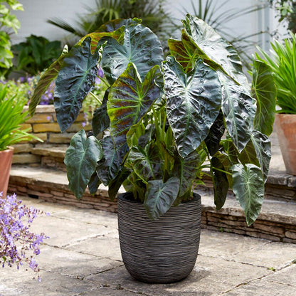 Colocasia Royal Hawaiian® Aloha Elephant Ear Bulb