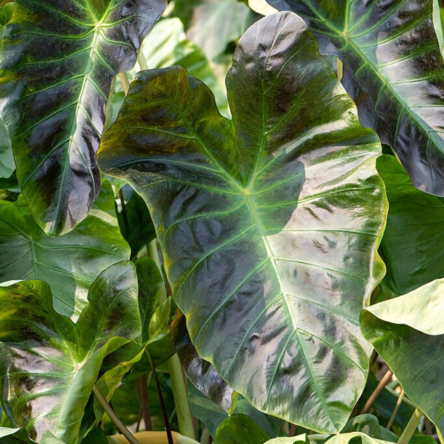 Colocasia Royal Hawaiian® Aloha Elephant Ear Bulb