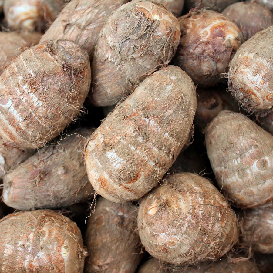 Colocasia Royal Hawaiian® Aloha Elephant Ear Bulb