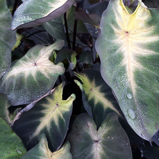 Colocasia Royal Hawaiian® Tropical Storm Elephant Ear Bulb