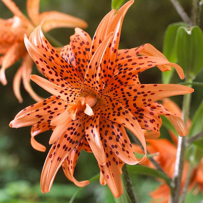 planting tiger lily bulbs in pots Lilium 'Double Tiger' Tiger Lily Bulbs