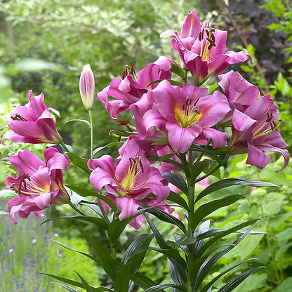 pretty lady tree flower lily Lilium 'Purple Lady' Tree Lily Bulbs