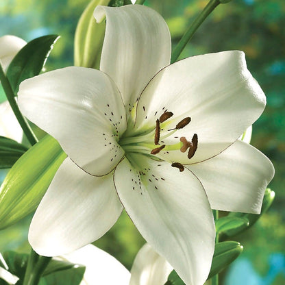 Lilium 'Eyeliner' Asiatic Lily Bulbs