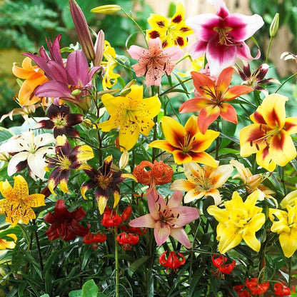do asiatic lilies bloom only once Lilium Non Stop Blooming Blend Asiatic Lily Bulbs – Park Seed