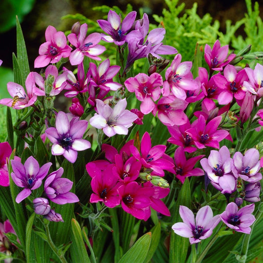 Babiana Mixed Baboon Flower Bulbs