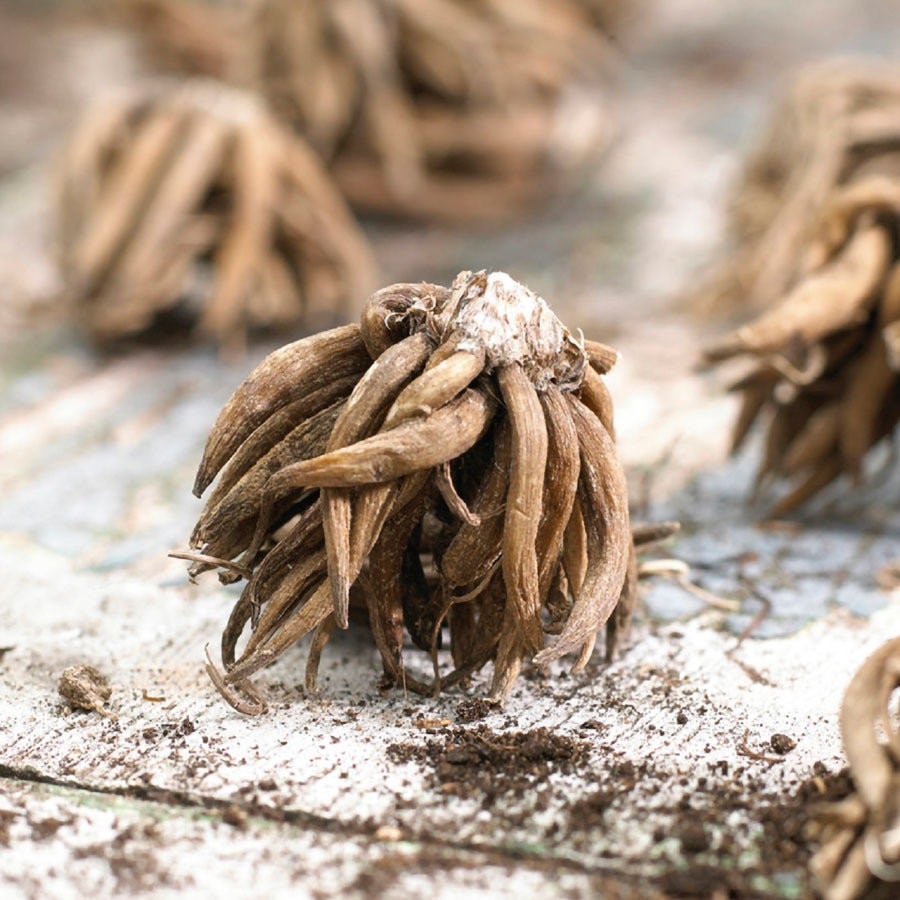 Ranunculus Double Blooming Mix Buttercup Bulbs – Park Seed