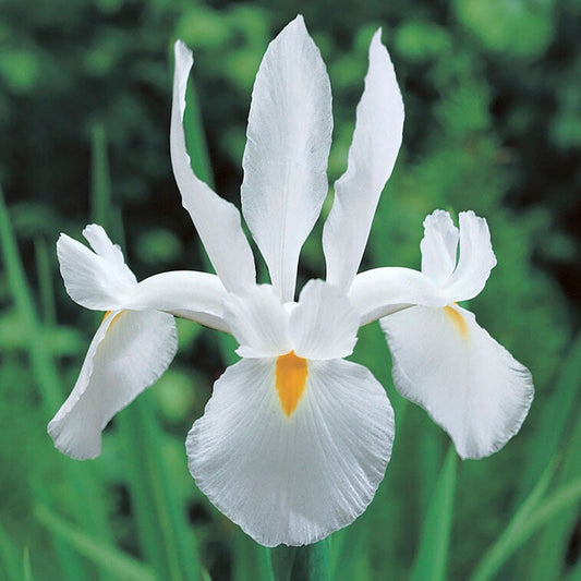 Iris 'Casablanca' Dutch Iris Bulbs