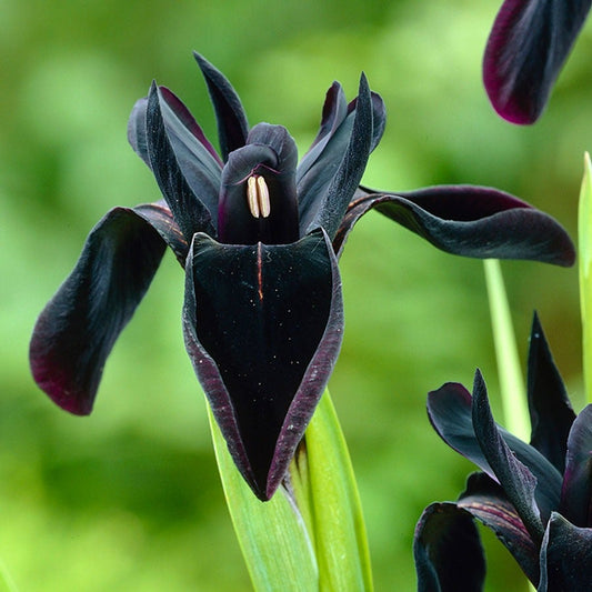 Iris chrysographes Black Bulbs
