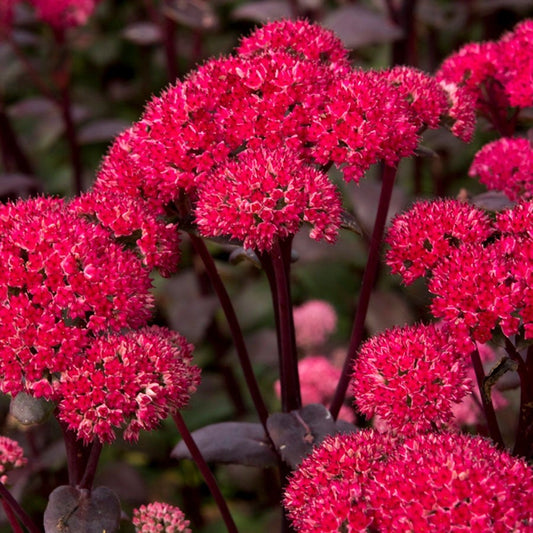 Sedum 'Red Cauliflower'