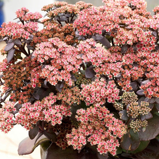 Sedum Sunsparkler® Blue Pearl
