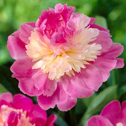 gay planting seed Paeonia 'Gay Paree' Peony