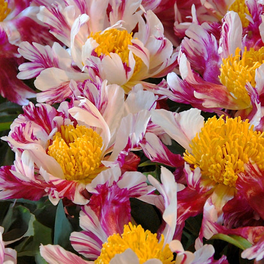 Paeonia 'Peppermint Stick' Peony