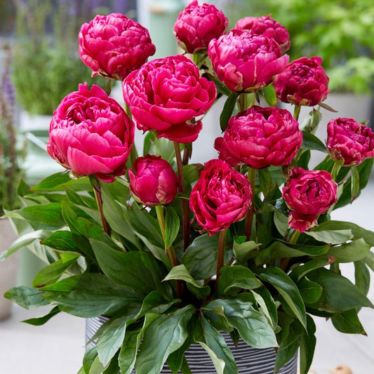 Paeonia 'London' Patio Peony