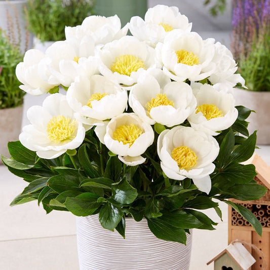 Paeonia 'Dublin' Patio Peony