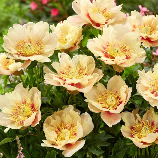 Paeonia 'Prairie Charm' Itoh Peony