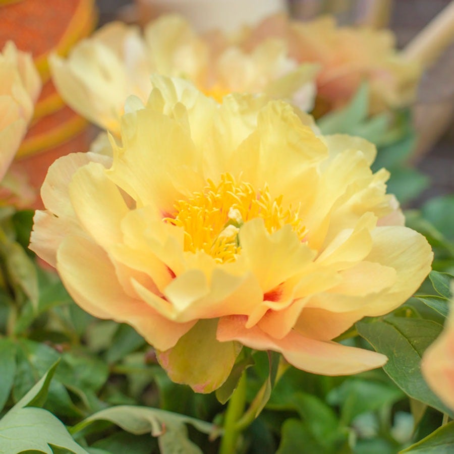 Paeonia 'Prairie Charm' Itoh Peony