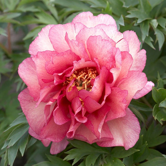 Paeonia 'Hillary' Itoh Peony