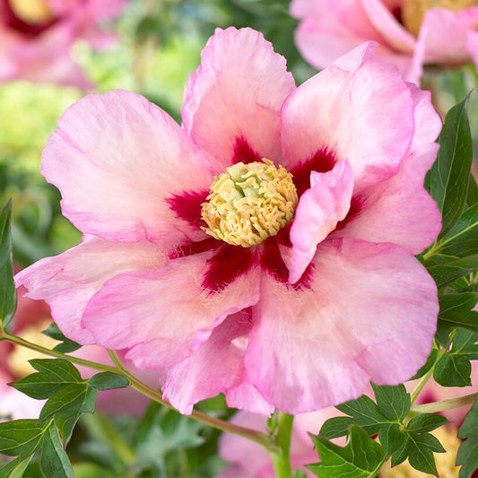 Paeonia 'Pastel Splendor' Itoh Peony