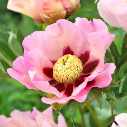 Paeonia 'Pastel Splendor' Itoh Peony