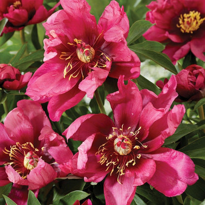 Paeonia 'Pink Ardour' Itoh Peony