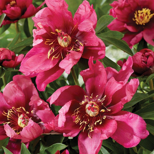 Paeonia 'Pink Ardour' Itoh Peony