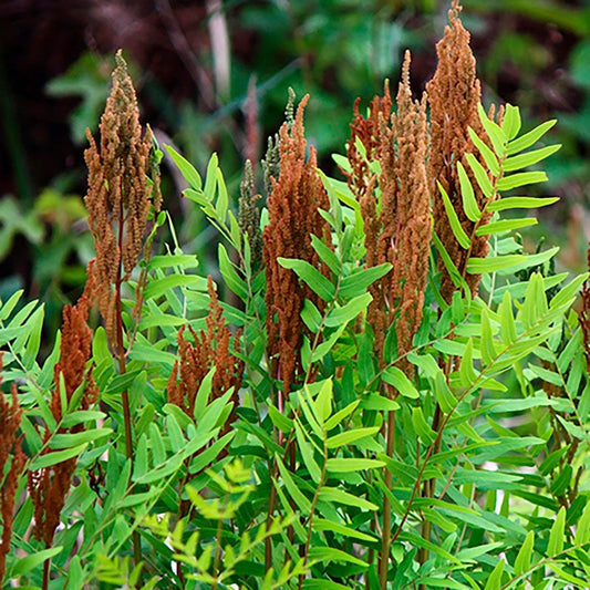 Osmundastrum Cinnamon Fern