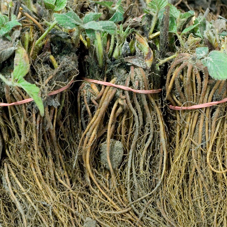 Fragaria 'Flamingo' Strawberry