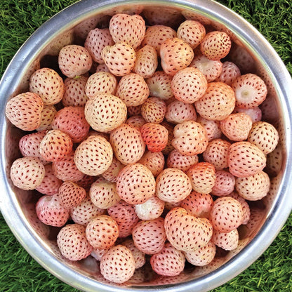 Fragaria 'White Carolina' Strawberry