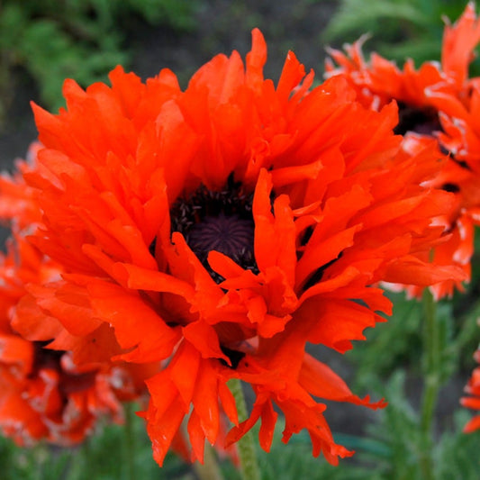 Papaver 'Ruffled Princess of Orange' Poppy