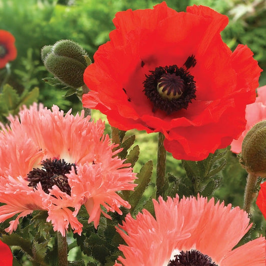 Papaver Collection Poppy