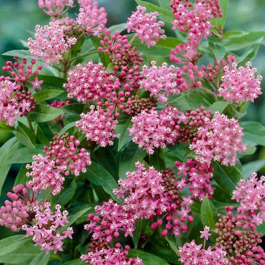 Asclepias 'Cinderella' Milkweed