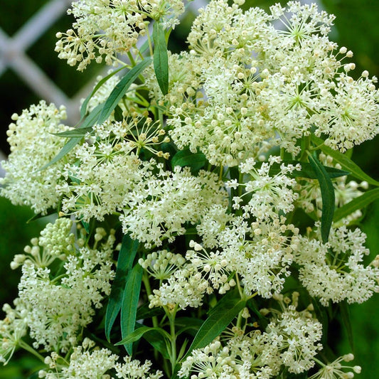 Asclepias 'Ice Ballet' Milkweed