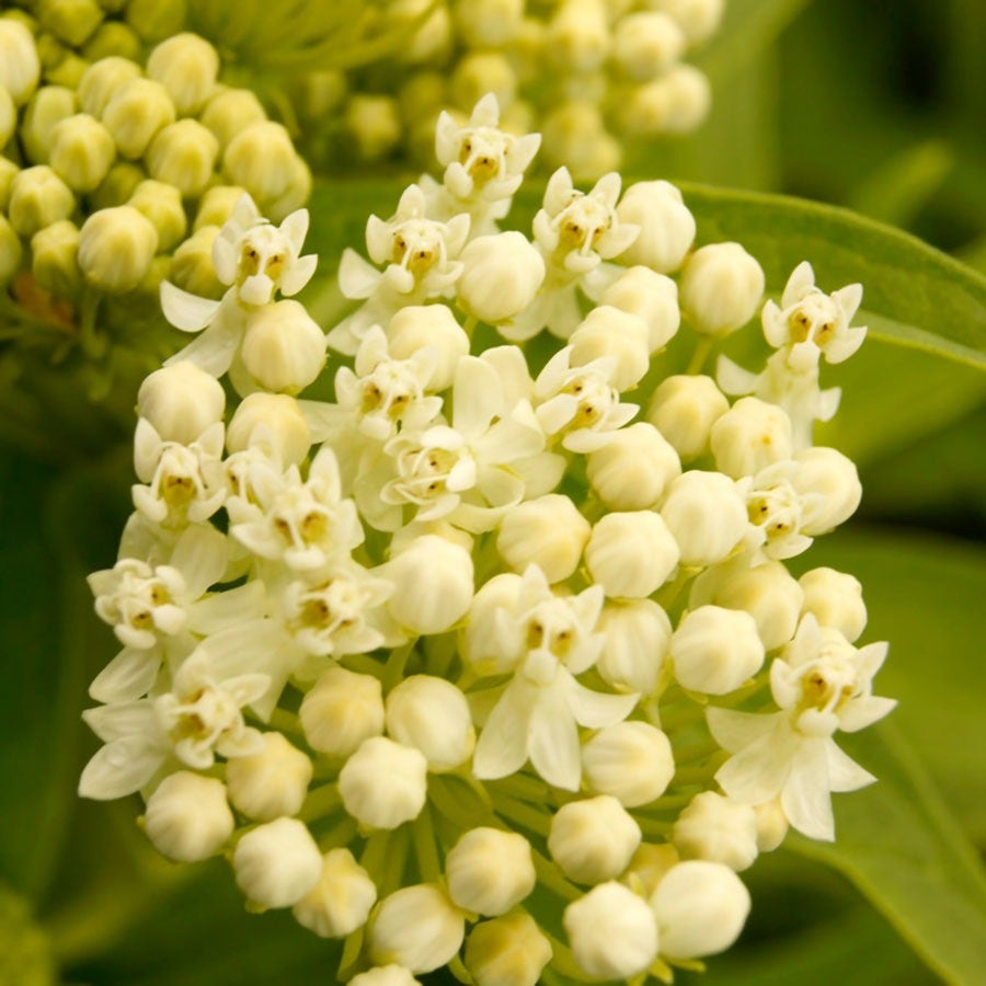Asclepias 'Ice Ballet' Milkweed